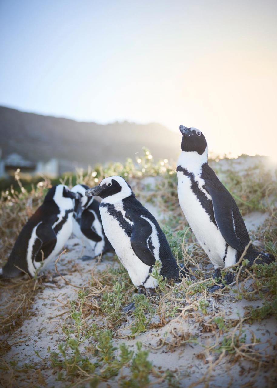 Port Of Call Simonʼs Town Buitenkant foto